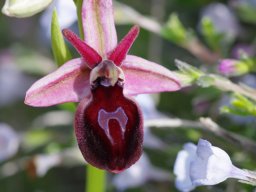 Ophrys_ferrum-equinum_Kattavia__Mesanagros_1